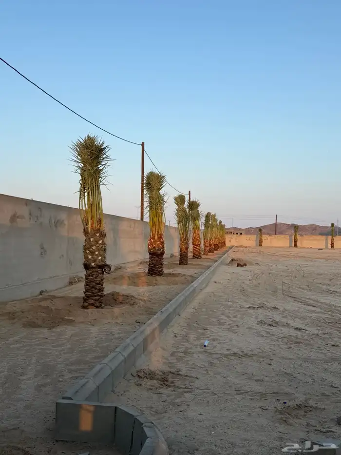نخيل للبيع بجميع أنواعه 4
