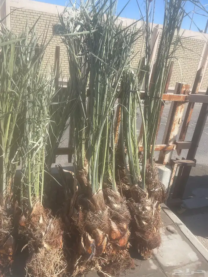 تنسيق حدائق ونخيل 4