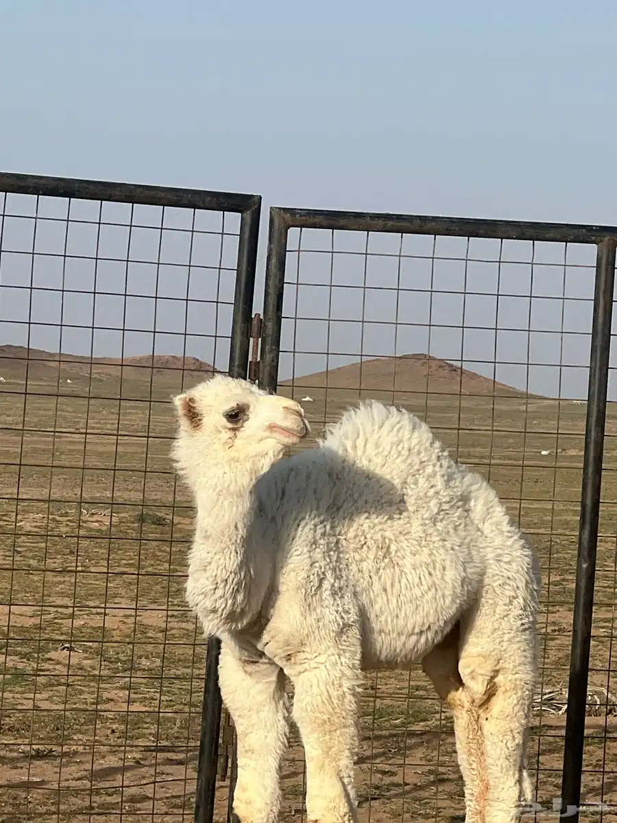 حوار عمره 3اشهور ونص 0