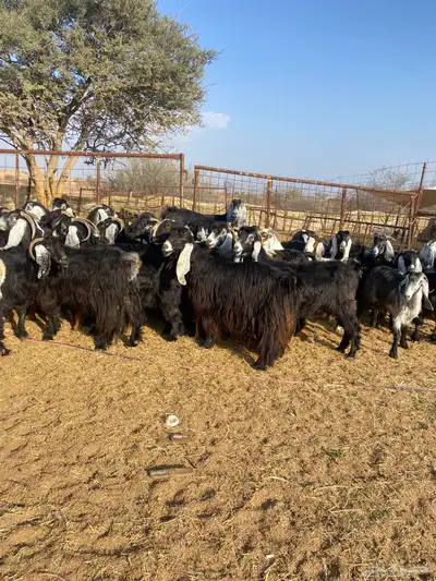 معزا عوارض طيبه 1