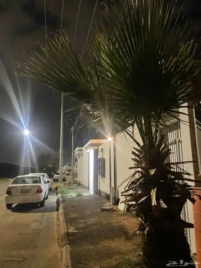 نخل امريكي ساق عريض 11