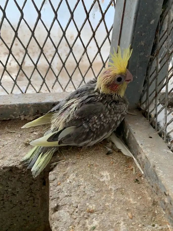 للبيع فرخ كروان 5