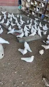 عش بيت حمام دجاج صندقه عشه بياضه مخفق مخافق 17