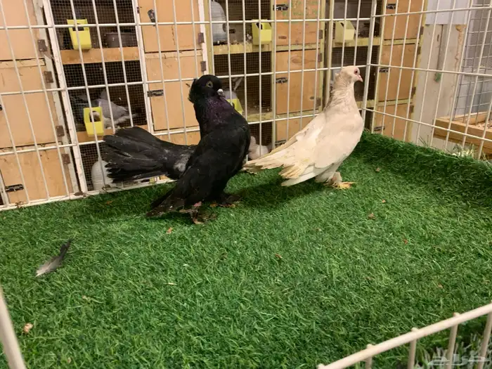 حمام كرنقو ليمون 4
