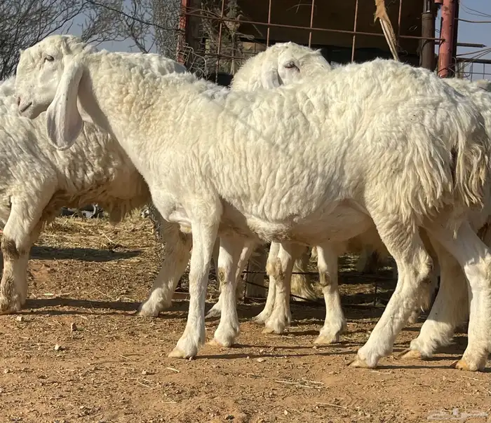 شياه كجلا بفحلها 2