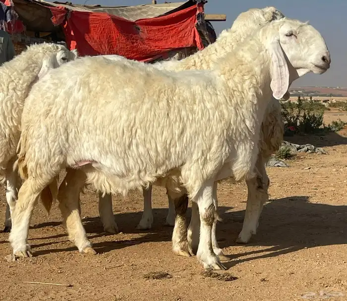 شياه كجلا بفحلها 1