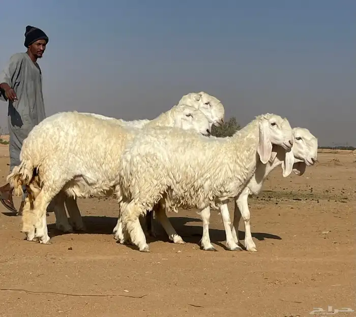 شياه كجلا بفحلها 4