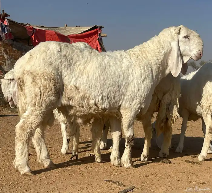 شياه كجلا بفحلها 0