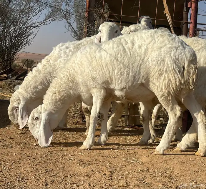 شياه كجلا بفحلها 6