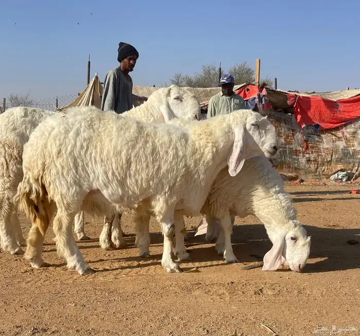 شياه كجلا بفحلها 3