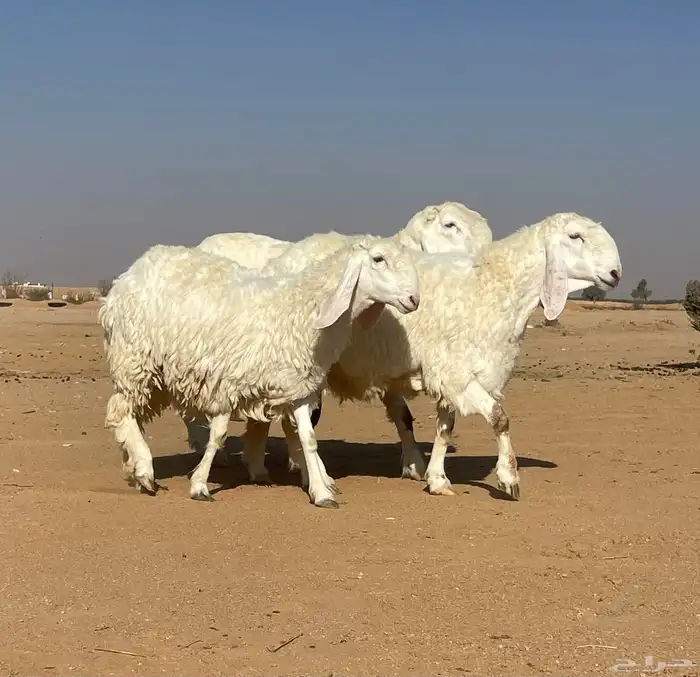 شياه كجلا بفحلها 5