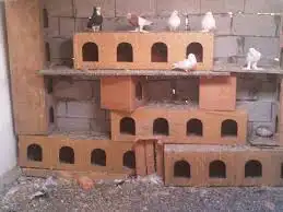 عش بيت حمام دجاج صندقه عشه بياضه مخفق مخافق 6
