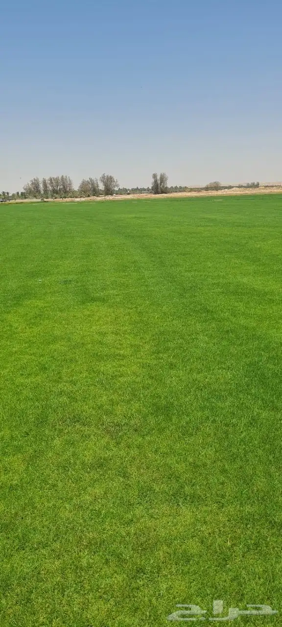 ثيل طبيعي ( النجيلة ) 2