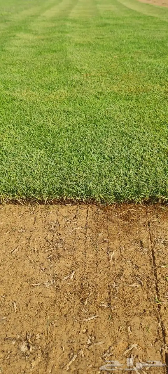 ثيل طبيعي ( النجيلة ) 1