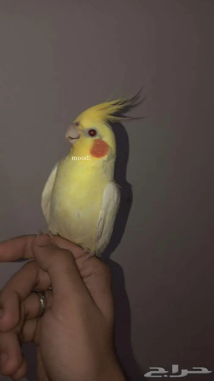 جوز كروان لاتينو تم البيع 0