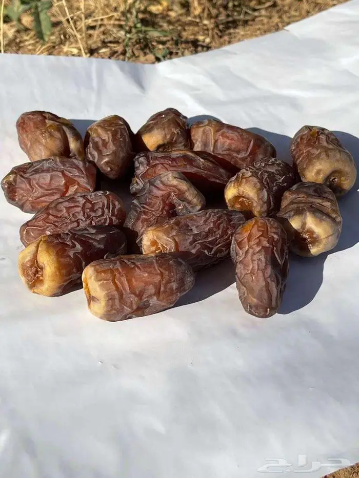 داحسية حائل 0