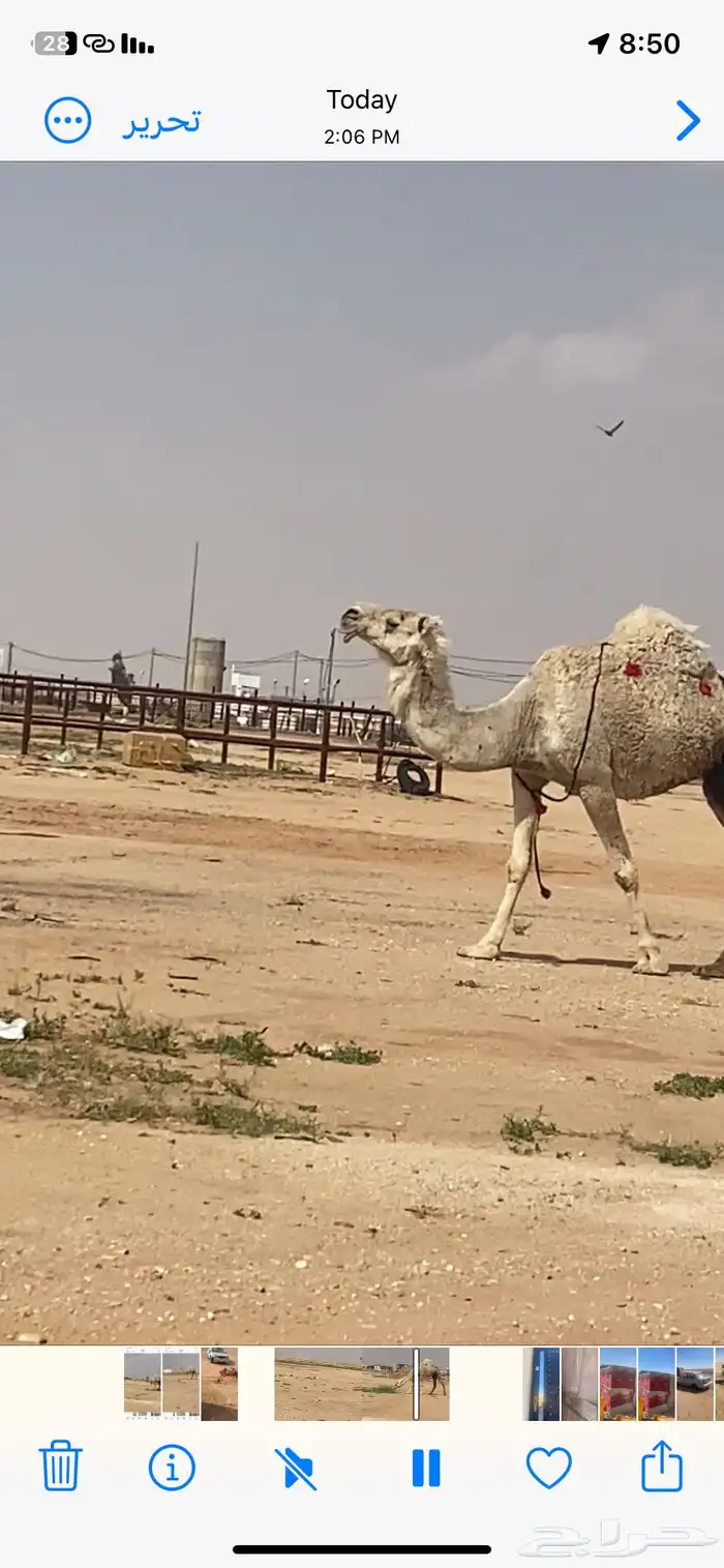 ناقه رمانيه لقحه 1