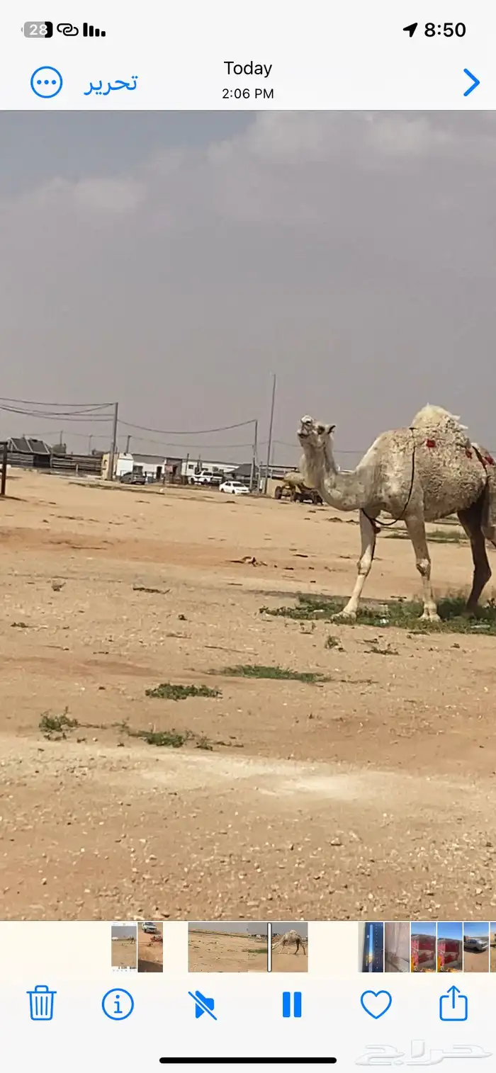 ناقه رمانيه لقحه 0
