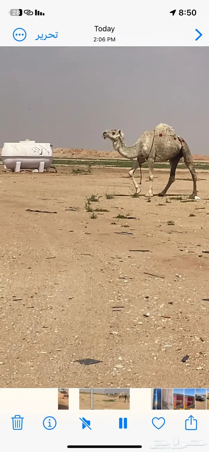 ناقه رمانيه لقحه 2