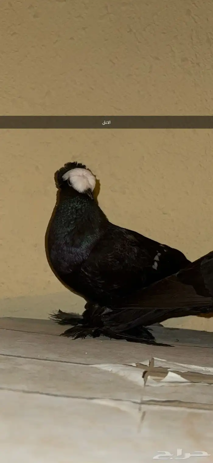 جوز ساكسون مع انتاجة 1