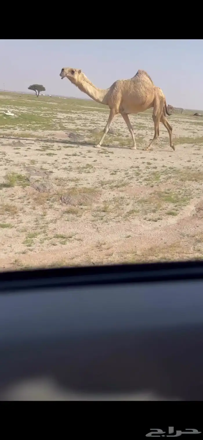 للبيع البكره الثنيه الكفو 0