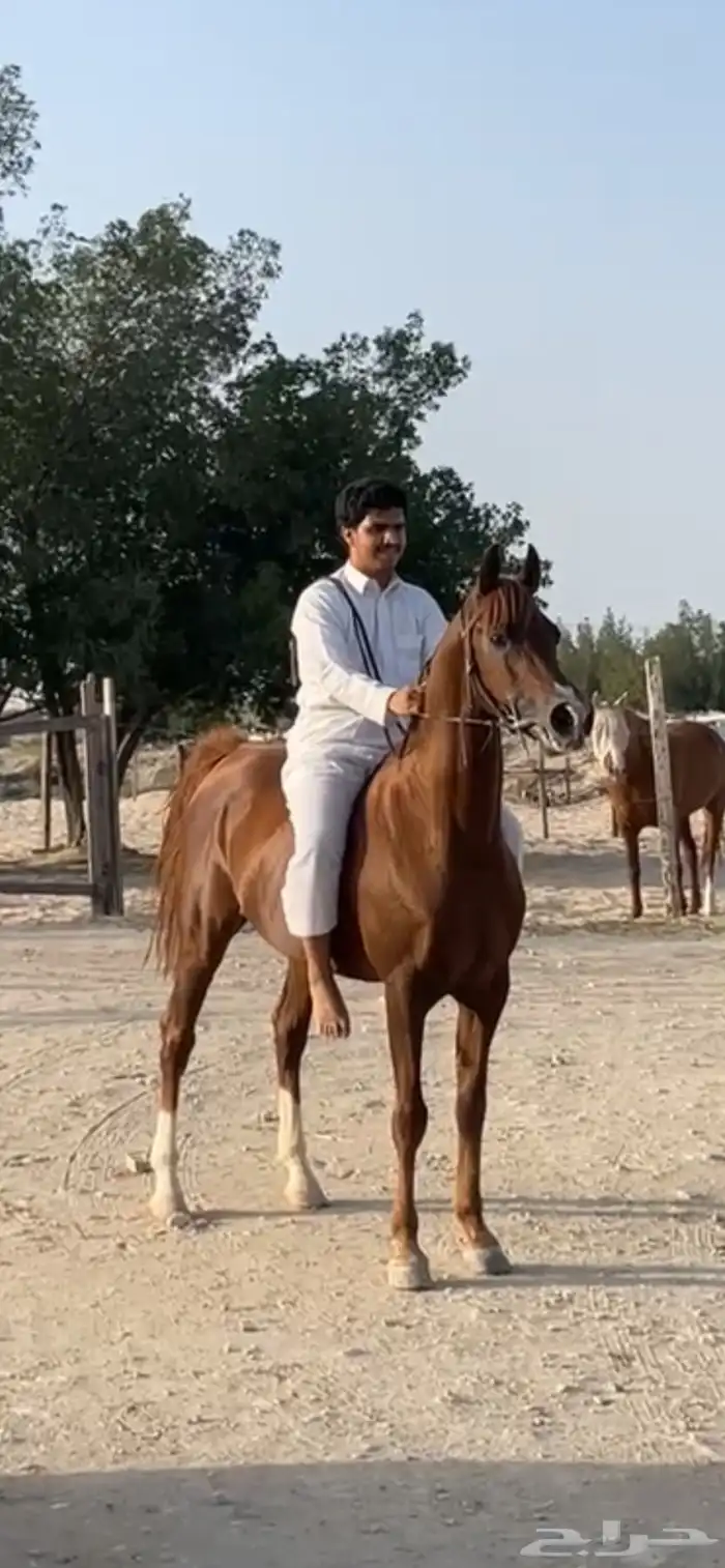 حصان واهو 3