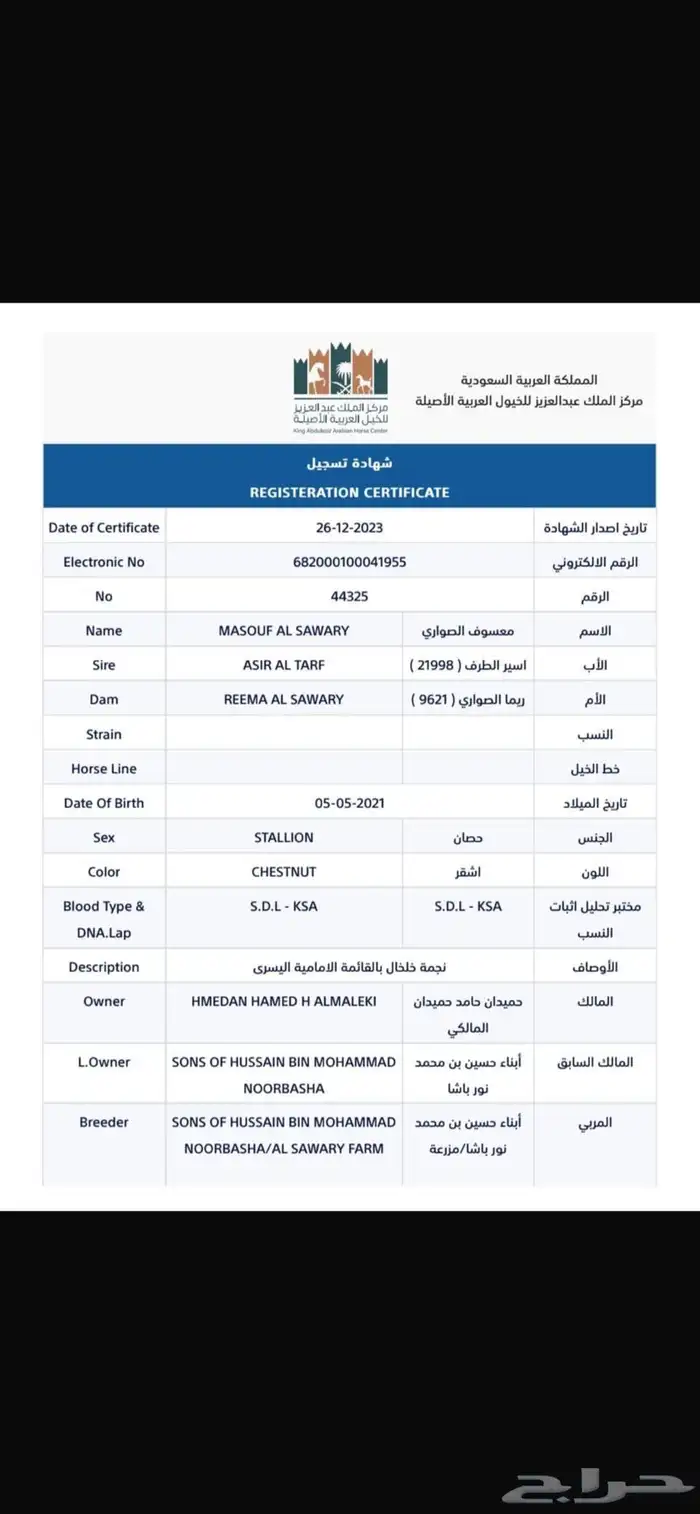 للبيع حصان عربي جمال 1