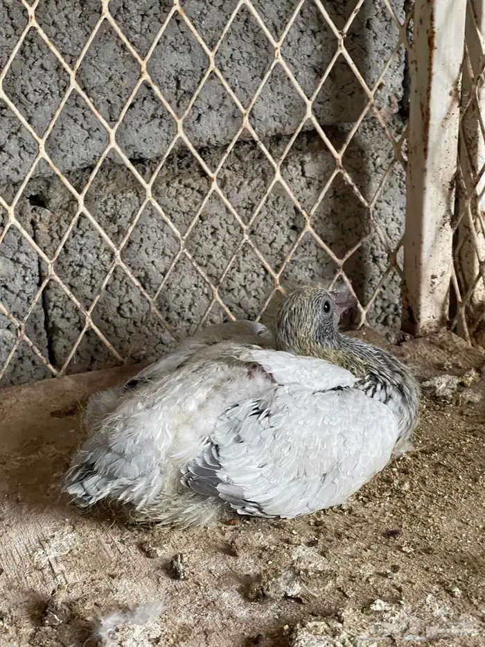 جوز زاجل ايس سوبر جامبو نظام محاكر 5
