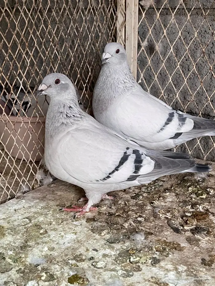 جوز زاجل ايس سوبر جامبو نظام محاكر 3
