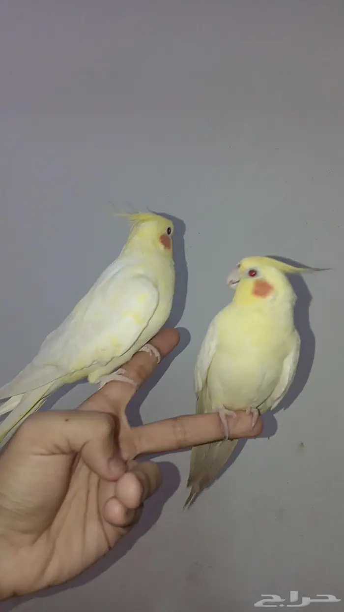 جوز كروان لاتينو تم البيع 1