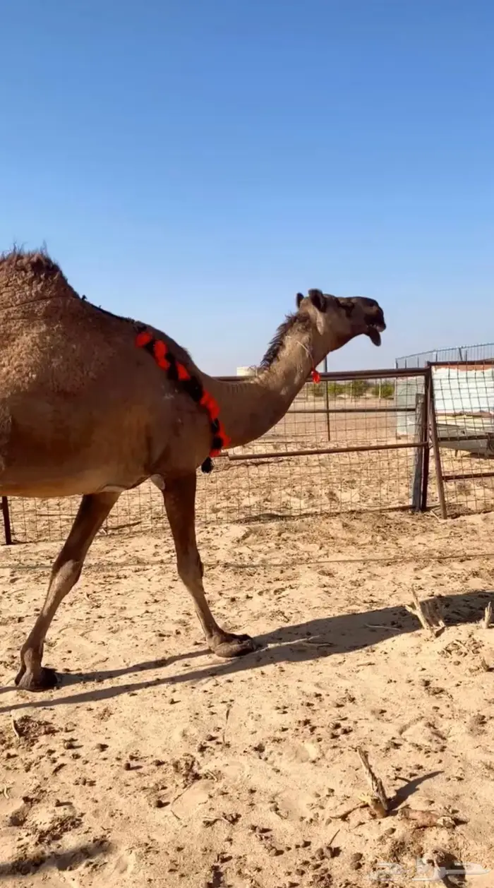خلفه كفو طيبه 2