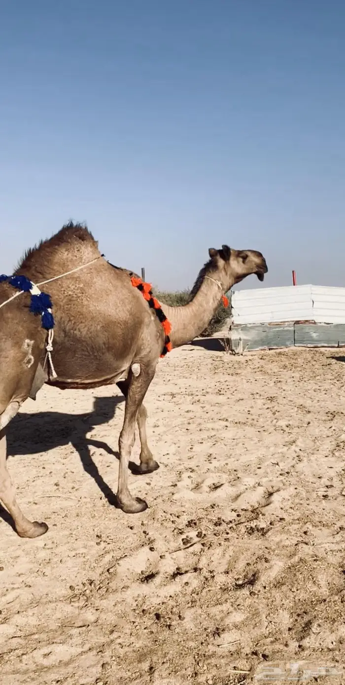 خلفه كفو طيبه 0