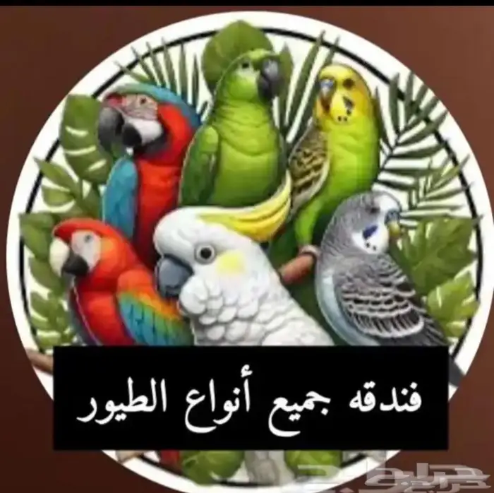فندقه طيور 0