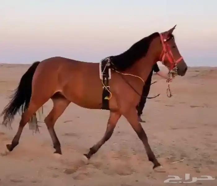 للبيع فرس جميله ومعسوفه 0