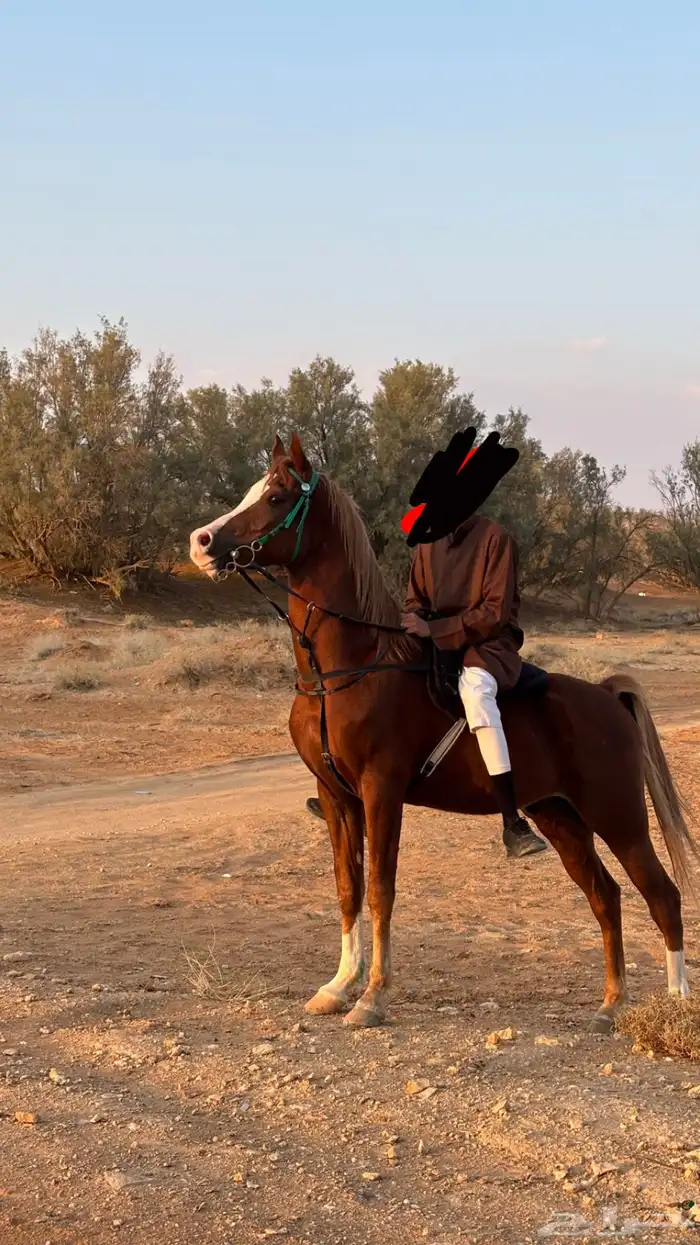 فحل واهو شيخ 2