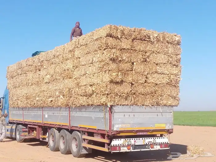 اعلاف برسيم تبن ذره تبن قمح بر فاخر متر برسيم درجه أولى 5