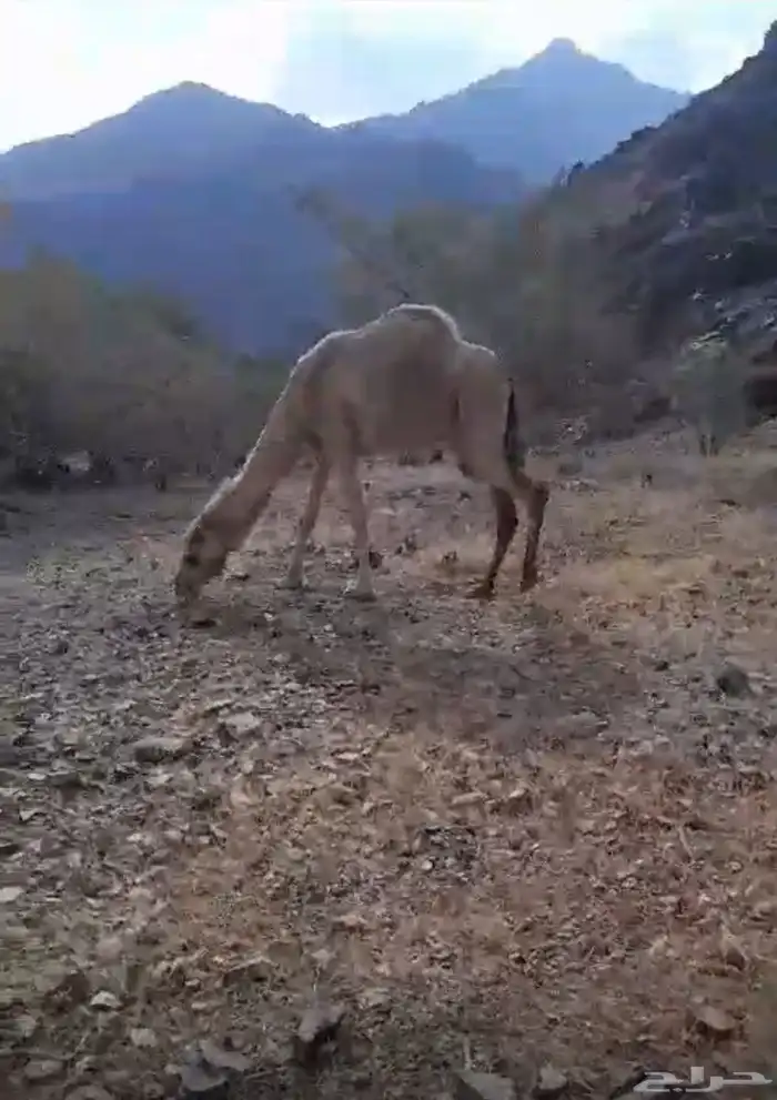 بيع نياق حيل 1