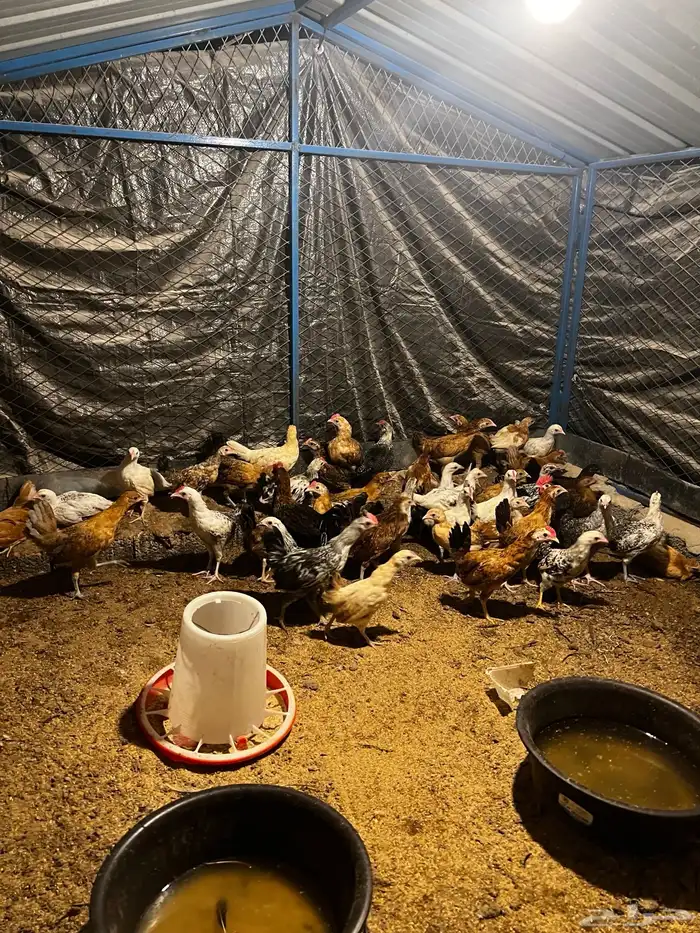 دجاج بلدي عمر شهرين و شهر ونص 0