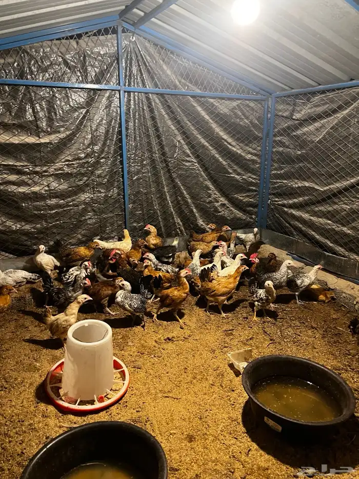 دجاج بلدي عمر شهرين و شهر ونص 3