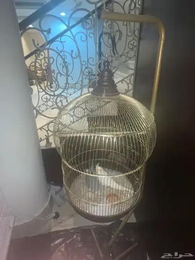 للبيع جوز كروان مع ستاند وقفص مستعجل 0