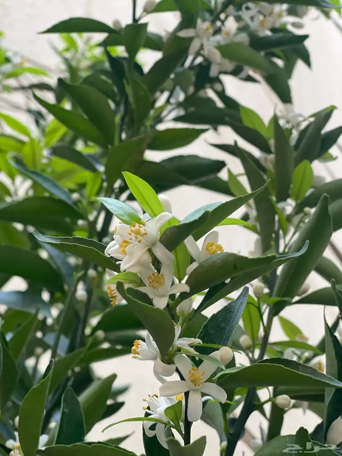 شتلات اشجار مثمرة Fruit Trees 0