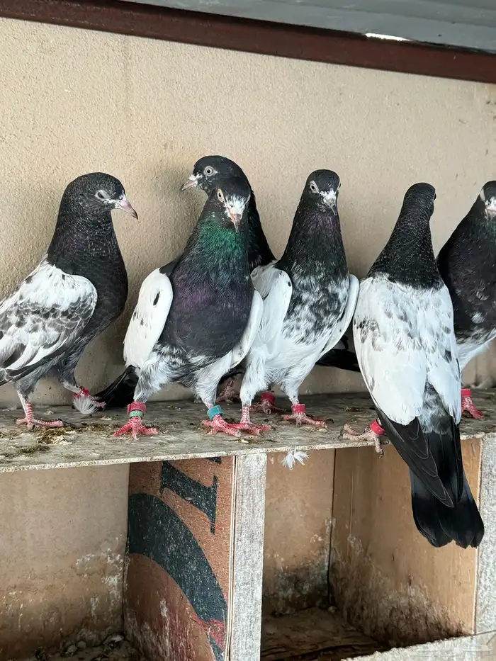 تم البيع 3