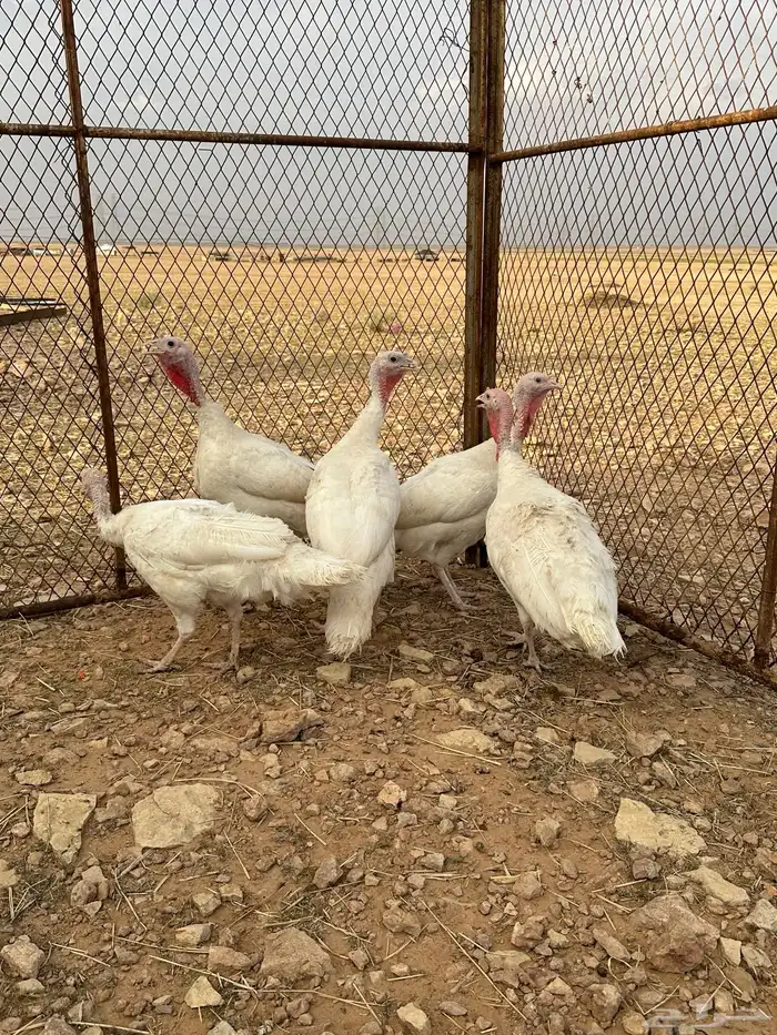 للبيع دجاج رومي 1