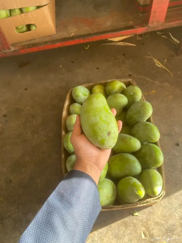 مانجو جازان من المزرعة لباب بيتك 0