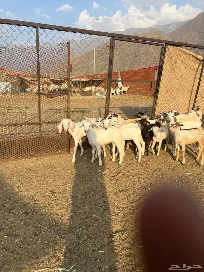 تيوس وجفار للبيع 1