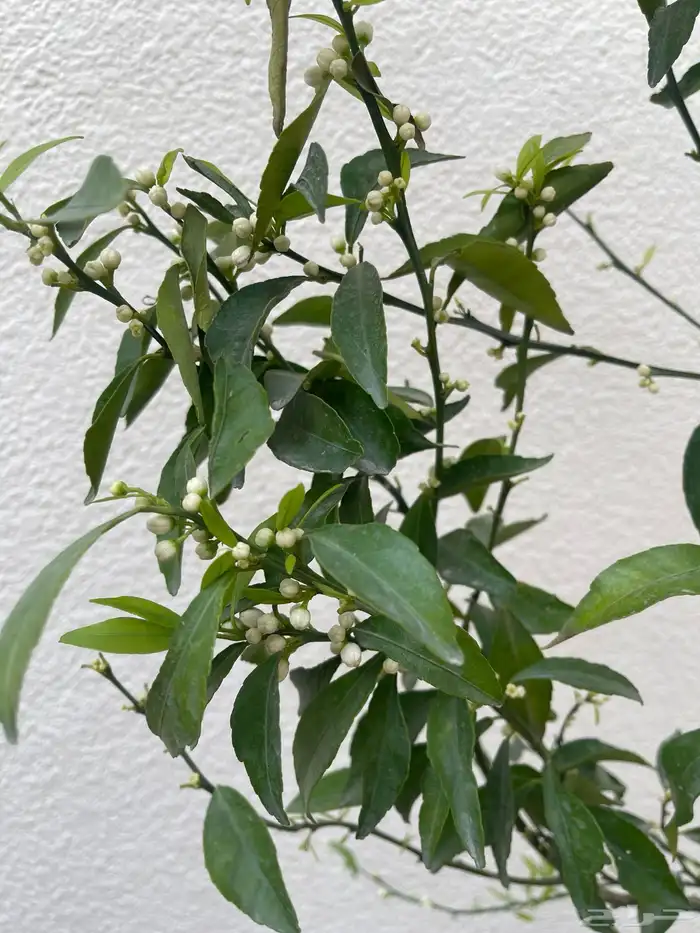 شتلات اشجار مثمرة Fruit Trees 11
