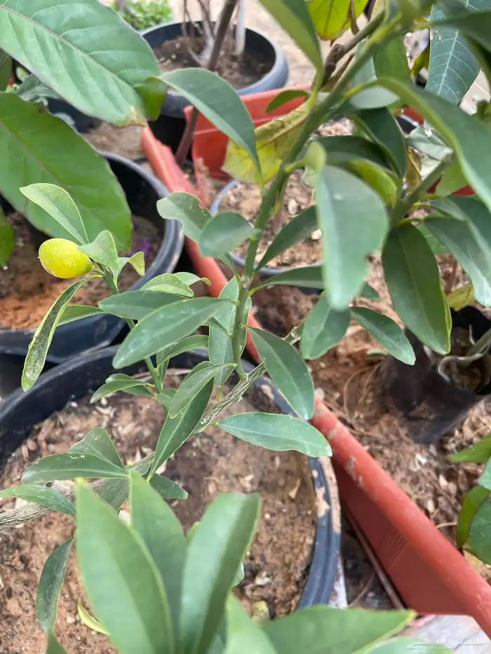 شتلات اشجار مثمرة Fruit Trees 5