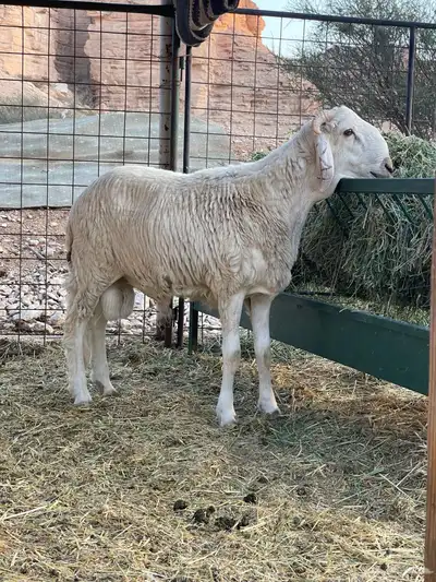 خروف سواكني مربى 0