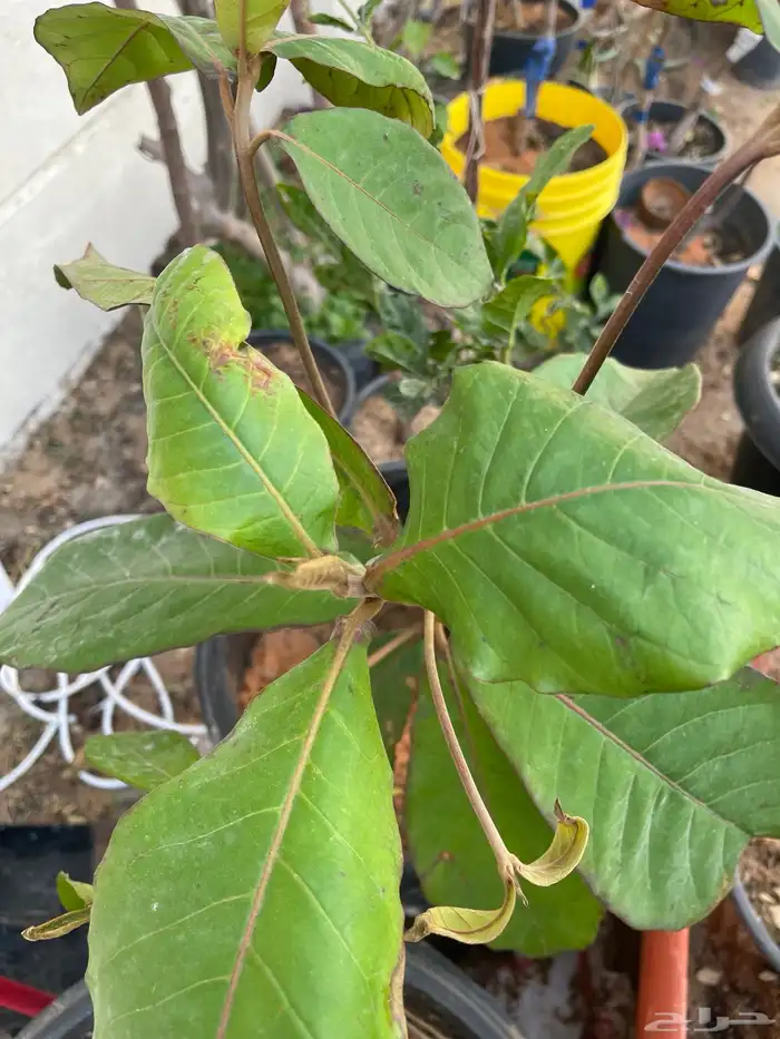 شتلات اشجار مثمرة Fruit Trees 4
