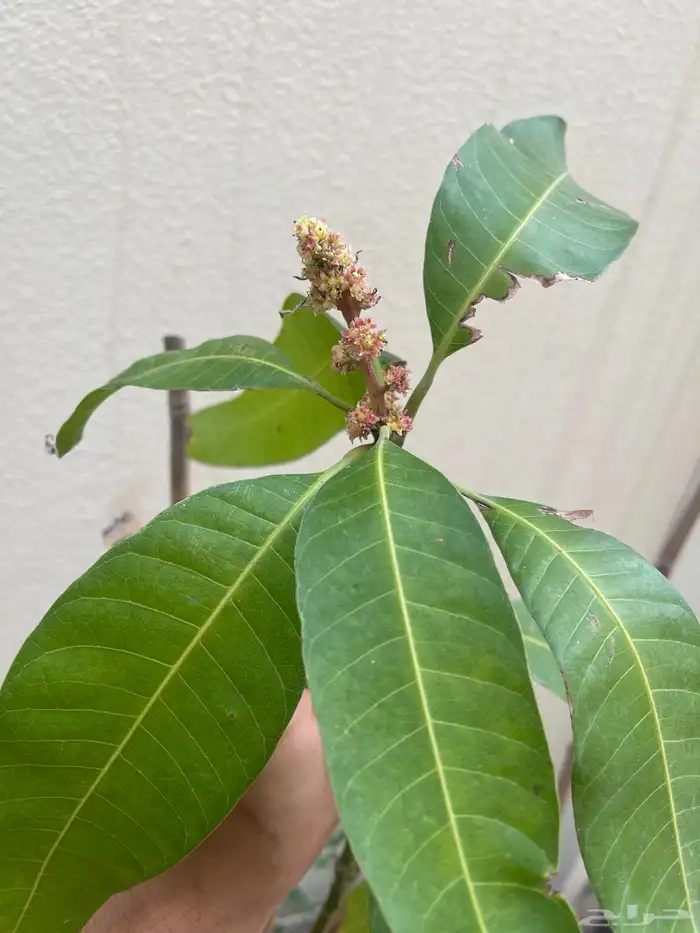 شتلات اشجار مثمرة Fruit Trees 16